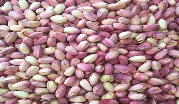 تصویر 1 از فروش پسته خام تر + قیمت خرید به صرفه
